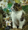 /album/photogallery/cat-mirrie-jpg/